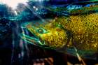 Chinook salmon, Issaquah Hatchery, Washington. Salmon swim up the Issaquah creek to the Hatchery. Art Print